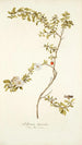 Solanum lycioides - Nikolaus Joseph Freiherr von Jacquin — weergave van het kunstwerk