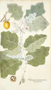 Solanum marginatum - Nikolaus Joseph Freiherr von Jacquin — weergave van het kunstwerk