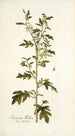 Solanum milleri - Nikolaus Joseph Freiherr von Jacquin — weergave van het kunstwerk