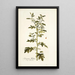 Solanum milleri - Nikolaus Joseph Freiherr von Jacquin — ingelijst kunstwerk aan de muur