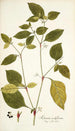Solanum nodiflorum - Nikolaus Joseph Freiherr von Jacquin — weergave van het kunstwerk