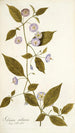 Solanum stellatum - Nikolaus Joseph Freiherr von Jacquin — weergave van het kunstwerk