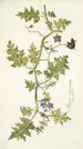 Solanum virginianum - Nikolaus Joseph Freiherr von Jacquin — weergave van het kunstwerk