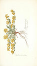 Spartium decumbens - Nikolaus Joseph Freiherr von Jacquin — weergave van het kunstwerk