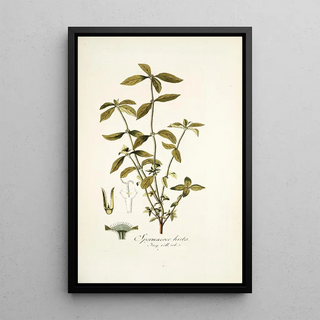 Nikolaus Joseph Freiherr von Jacquin - Spermacoce hirta.webp