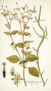 Spilanthus exasperata - Nikolaus Joseph Freiherr von Jacquin — weergave van het kunstwerk