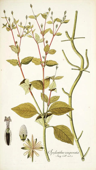 Nikolaus Joseph Freiherr von Jacquin - Spilanthus exasperata.webp