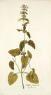 Stachys canariensis - Nikolaus Joseph Freiherr von Jacquin — weergave van het kunstwerk
