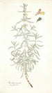 Stachys rugosa - Nikolaus Joseph Freiherr von Jacquin — weergave van het kunstwerk
