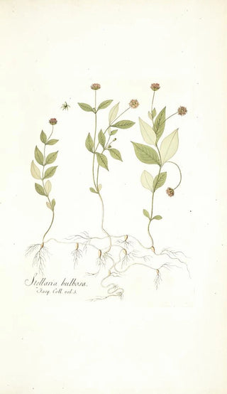 Nikolaus Joseph Freiherr von Jacquin - Stellaria bulbosa.webp