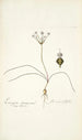 Strumaria filifolia - Nikolaus Joseph Freiherr von Jacquin — weergave van het kunstwerk