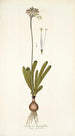 Strumaria linguaefolia - Nikolaus Joseph Freiherr von Jacquin — weergave van het kunstwerk