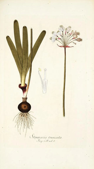 Nikolaus Joseph Freiherr von Jacquin - Strumaria truncata.webp