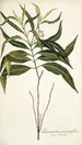 Tabernaemontana persicariaefolia - Nikolaus Joseph Freiherr von Jacquin — weergave van het kunstwerk