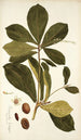 Terminalia catappa - Nikolaus Joseph Freiherr von Jacquin — weergave van het kunstwerk