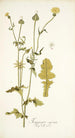 Thagopogon capensis - Nikolaus Joseph Freiherr von Jacquin — weergave van het kunstwerk