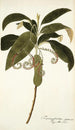 Tournefortia cymosa - Nikolaus Joseph Freiherr von Jacquin — weergave van het kunstwerk