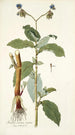 Tradescantia erecta - Nikolaus Joseph Freiherr von Jacquin — weergave van het kunstwerk