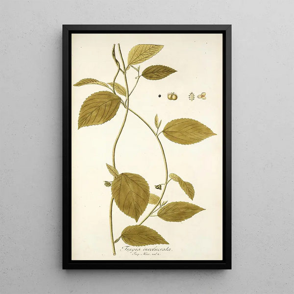 Tragia involucrata - Nikolaus Joseph Freiherr von Jacquin — ingelijst kunstwerk aan de muur