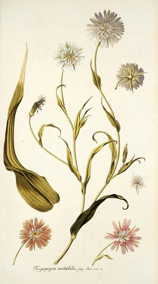 Nikolaus Joseph Freiherr von Jacquin - Tragopogon mutabilis.webp