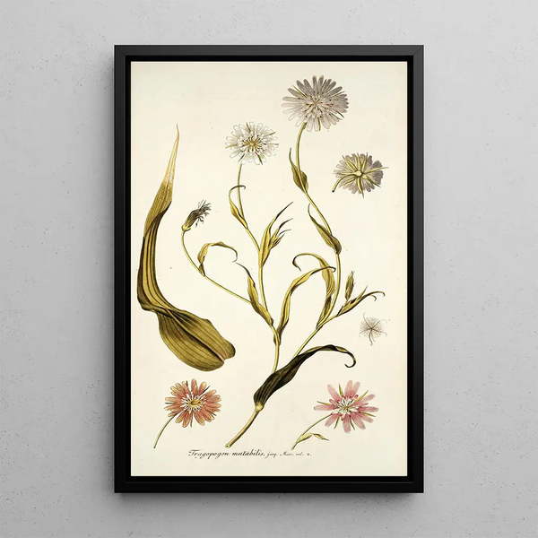 Tragopogon mutabilis - Nikolaus Joseph Freiherr von Jacquin — ingelijst kunstwerk aan de muur