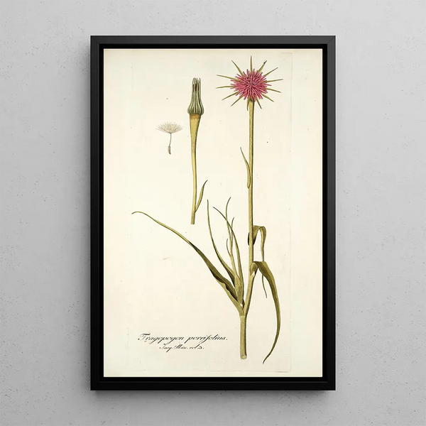 Tragopogon porrifolius - Nikolaus Joseph Freiherr von Jacquin — ingelijst kunstwerk aan de muur