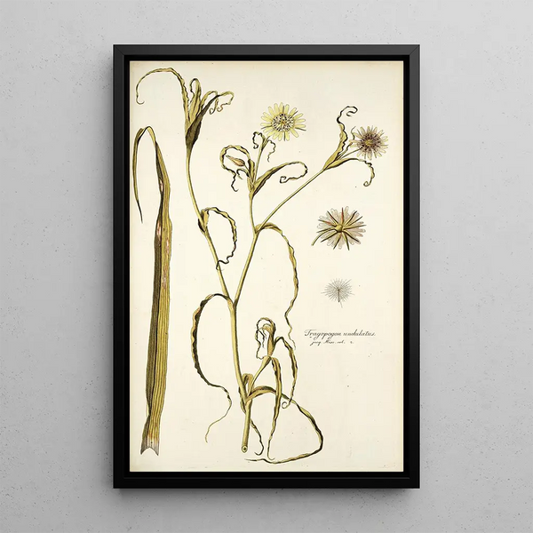 Tragopogon undulatus - Nikolaus Joseph Freiherr von Jacquin — ingelijst kunstwerk aan de muur