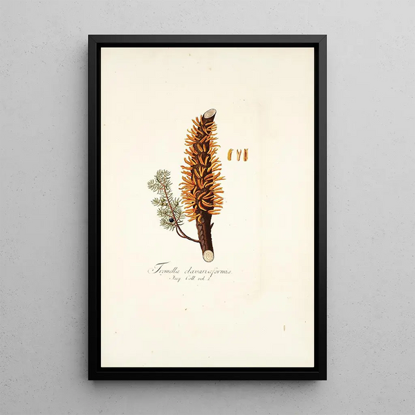 Tremella clavariaeformis - Nikolaus Joseph Freiherr von Jacquin — ingelijst kunstwerk aan de muur