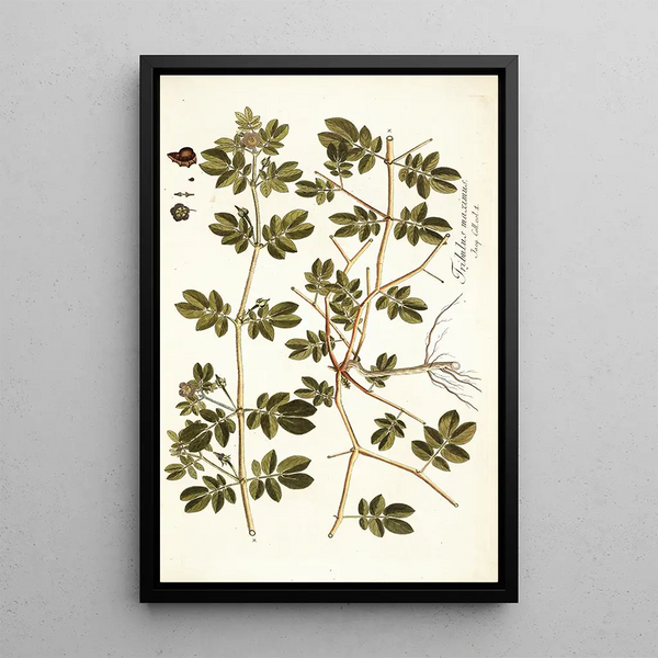 Tribulus maximus - Nikolaus Joseph Freiherr von Jacquin — ingelijst kunstwerk aan de muur