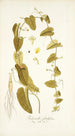 Trichosanthes foetidissima - Nikolaus Joseph Freiherr von Jacquin — weergave van het kunstwerk