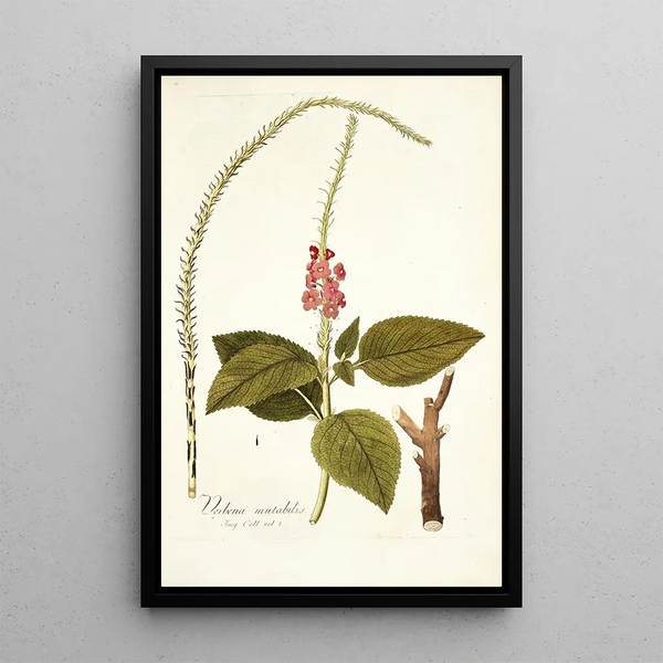 Verbena mutabilis - Nikolaus Joseph Freiherr von Jacquin — ingelijst kunstwerk aan de muur