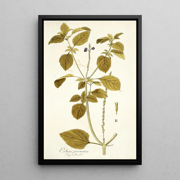 Verbena prismatica - Nikolaus Joseph Freiherr von Jacquin — ingelijst kunstwerk aan de muur
