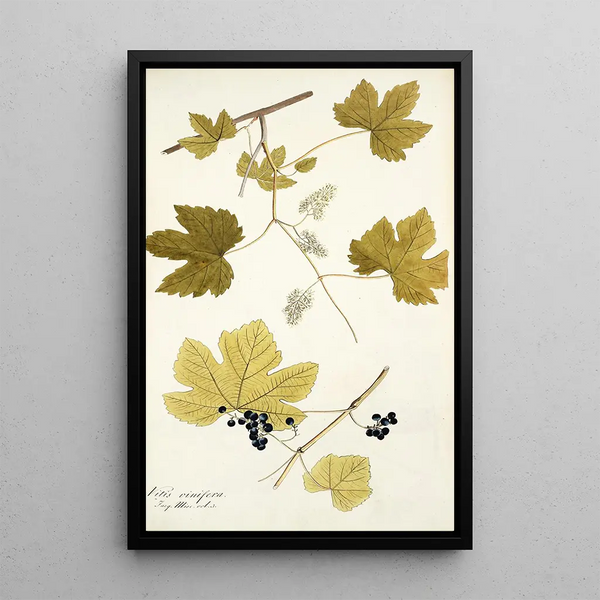 Vitis vinifera - Nikolaus Joseph Freiherr von Jacquin — ingelijst kunstwerk aan de muur