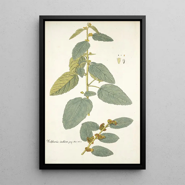 Waltheria indica - Nikolaus Joseph Freiherr von Jacquin — ingelijst kunstwerk aan de muur
