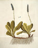 Wulfenia carinthiaca - Nikolaus Joseph Freiherr von Jacquin — weergave van het kunstwerk