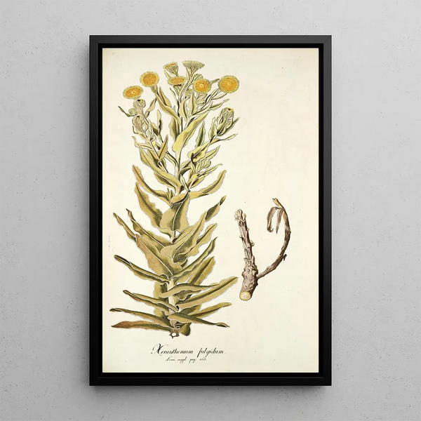 Xeranthemum fulgidum - Nikolaus Joseph Freiherr von Jacquin — ingelijst kunstwerk aan de muur