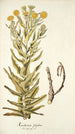 Xeranthemum fulgidum - Nikolaus Joseph Freiherr von Jacquin — weergave van het kunstwerk