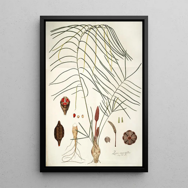 Zamia angustifolia - Nikolaus Joseph Freiherr von Jacquin — ingelijst kunstwerk aan de muur