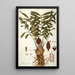 Zamia integrifolia - Nikolaus Joseph Freiherr von Jacquin — ingelijst kunstwerk aan de muur
