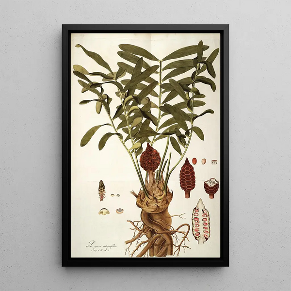 Zamia integrifolia - Nikolaus Joseph Freiherr von Jacquin — ingelijst kunstwerk aan de muur