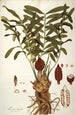 Zamia integrifolia - Nikolaus Joseph Freiherr von Jacquin — weergave van het kunstwerk