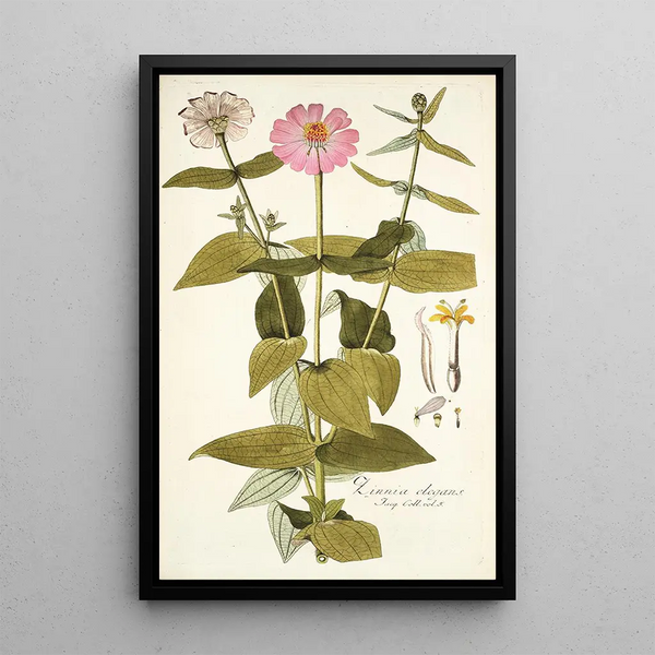 Zinnia elegans - Nikolaus Joseph Freiherr von Jacquin — ingelijst kunstwerk aan de muur