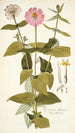 Zinnia elegans - Nikolaus Joseph Freiherr von Jacquin — weergave van het kunstwerk