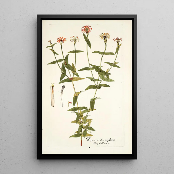 Zinnia tenuiflora - Nikolaus Joseph Freiherr von Jacquin — ingelijst kunstwerk aan de muur