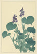 Hosta en bloem - Ohara Koson — weergave van het kunstwerk