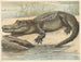 Krokodil - Oluf August Hermansen — weergave van het kunstwerk