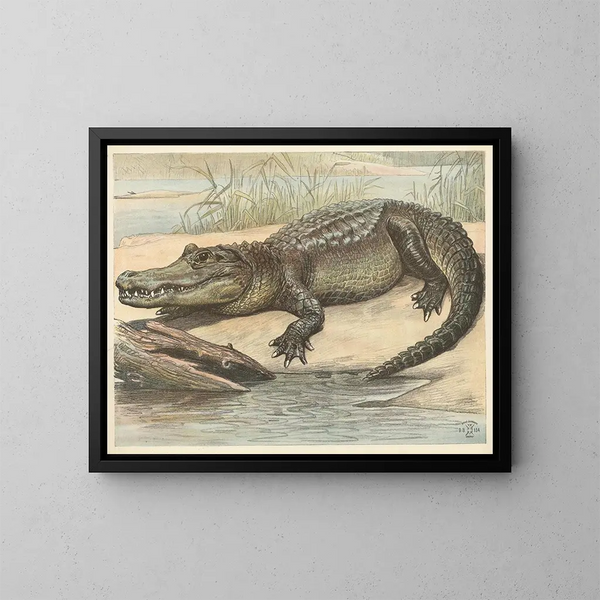 Crocodile - Oluf August Hermansen — framed artwork on a wall