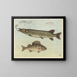 Oluf August Hermansen - Freshwater fish.webp