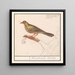 Ortolan Emberiza hortulana - Anselmus Botius de Boodt — ingelijst kunstwerk aan de muur