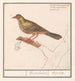 Ortolan Emberiza hortulana - Anselmus Botius de Boodt — weergave van het kunstwerk